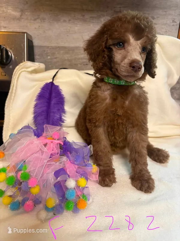 bella – Poodle - Standard  puppy for sale in Dunnellon, FL