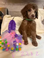 bella, a female Poodle - Standard  for sale in Dunnellon, FL – 4 of 6