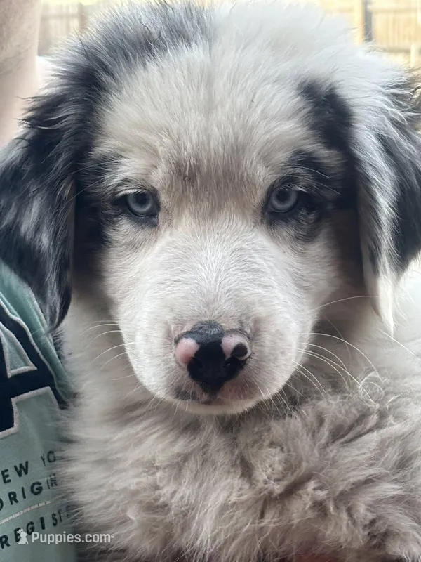 SLIDER – Australian Shepherd puppy for sale in Dunnellon, FL