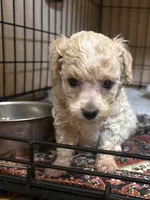 runt, a male Poodle - Toy  and Morkie for sale in Dunnellon, FL – 2 of 2