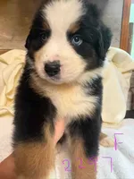 max, a male Australian Shepherd and Bernese Mountain Dog for sale in Dunnellon, FL – 4 of 7