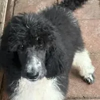 Ace jr, a male Poodle - Standard  for sale in Dunnellon, FL – 2 of 3