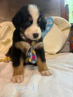 max, a male Australian Shepherd and Bernese Mountain Dog for sale in Dunnellon, FL – 2 of 7
