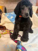 JUNIOR, a female Poodle - Standard  for sale in Dunnellon, FL – 4 of 4