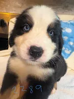 max, a male Australian Shepherd and Bernese Mountain Dog for sale in Dunnellon, FL – 3 of 7