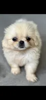 Female , a female Pekingese for sale in Lakeland, FL – 2 of 3