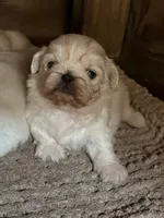 processed/ab43848c-91c1-42c3-9bf1-8d5e8921fc67/listing/4d8f0187-7537-4c1f-bdb0-e38f4b260017/81c2ab11-4911-4796-bed5-352547fc1f51