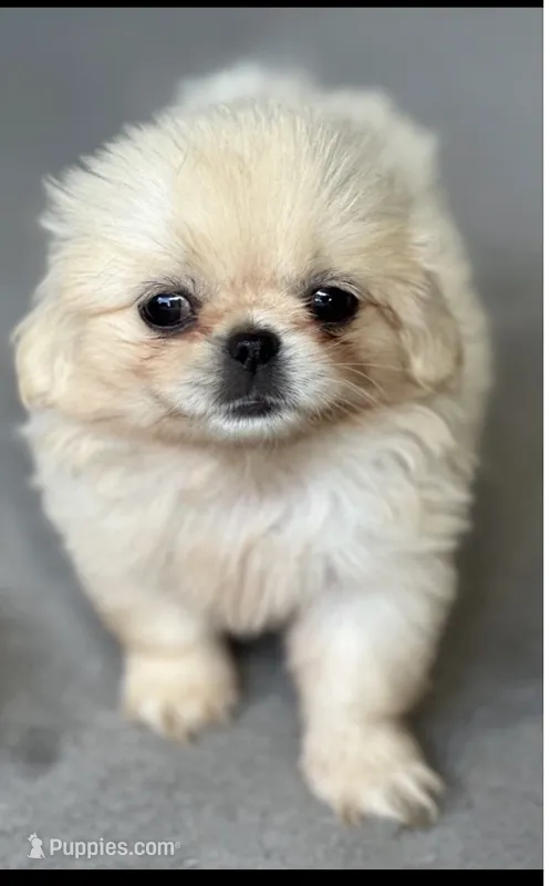 Female  – Pekingese puppy for sale in Lakeland, FL