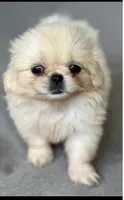 Female , a female Pekingese for sale in Lakeland, FL – 1 of 3