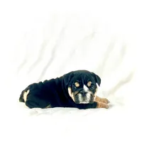 processed/ab4444b1-a2ee-4ebd-9a66-dfb56b58ec35/listing/3f0e7d50-3247-44b9-b493-779173b6cc5c/16c4acc9-df50-4def-91c8-ebdfba7cbf05