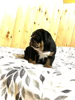 Mabel, a female English Bulldog for sale in Kinzers, PA – Photo 4 of 4