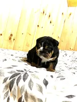 Mabel, a female English Bulldog for sale in Kinzers, PA – Photo 2 of 4
