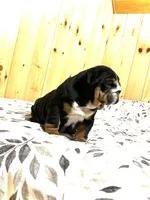 Mabel, a female English Bulldog for sale in Kinzers, PA – Photo 3 of 4