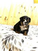 Mabel, a female English Bulldog for sale in Kinzers, PA – Photo 1 of 4