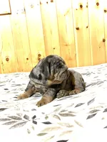 Tank, a male English Bulldog for sale in Kinzers, PA – Photo 1 of 4