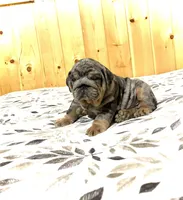 Tank, a male English Bulldog for sale in Kinzers, PA – Photo 2 of 4