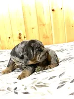 Tank, a male English Bulldog for sale in Kinzers, PA – Photo 3 of 4