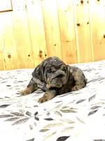 Tank, a male English Bulldog for sale in Kinzers, PA – Photo 4 of 4