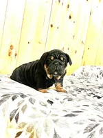 Winston, a male English Bulldog for sale in Kinzers, PA – Photo 3 of 3