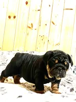 Winston, a male English Bulldog for sale in Kinzers, PA – Photo 2 of 3