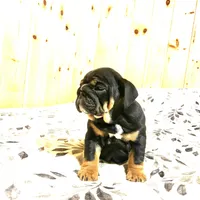 Grace, a female English Bulldog for sale in Kinzers, PA – Photo 5 of 7