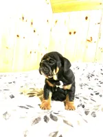 Grace, a female English Bulldog for sale in Kinzers, PA – Photo 2 of 4