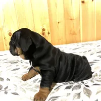 Grace, a female English Bulldog for sale in Kinzers, PA – Photo 4 of 7