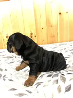 Grace, a female English Bulldog for sale in Kinzers, PA – Photo 4 of 4