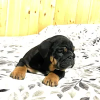 Grace, a female English Bulldog for sale in Kinzers, PA – Photo 6 of 7