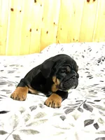 Grace, a female English Bulldog for sale in Kinzers, PA – Photo 1 of 4