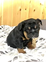 Grace, a female English Bulldog for sale in Kinzers, PA – Photo 2 of 7