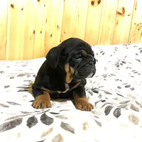 Grace, a female English Bulldog for sale in Kinzers, PA – Photo 3 of 7