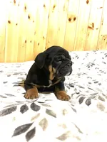 Grace, a female English Bulldog for sale in Kinzers, PA – Photo 3 of 4