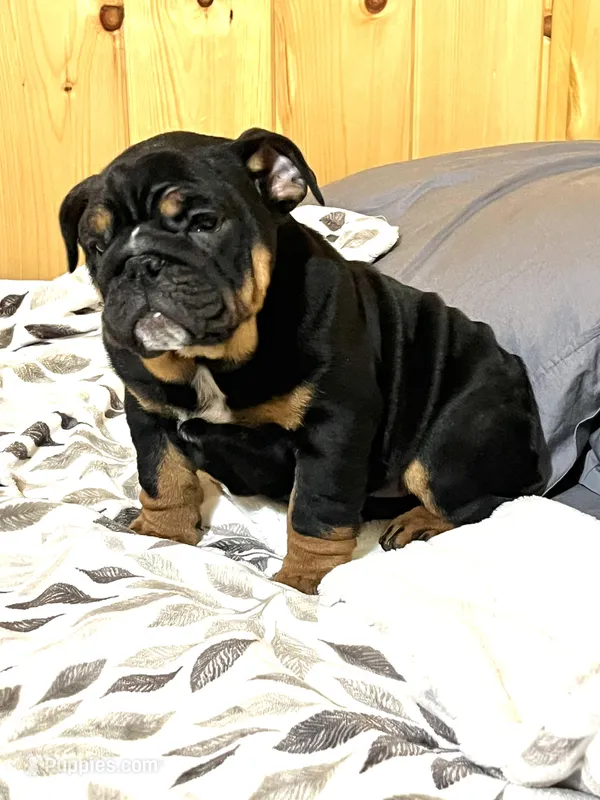 Grace – English Bulldog puppy for sale in Kinzers, PA