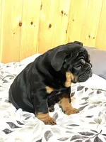 Grace, a female English Bulldog for sale in Kinzers, PA – Photo 7 of 7