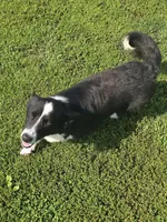 ROCKET , a male Cardigan Welsh Corgi for sale in Walker, IA – 8 of 9