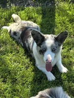 SILVIA, a female Cardigan Welsh Corgi for sale in Walker, IA – 5 of 5