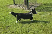 ROCKET , a male Cardigan Welsh Corgi for sale in Walker, IA – 7 of 9