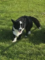 ROCKET , a male Cardigan Welsh Corgi for sale in Walker, IA – 5 of 9