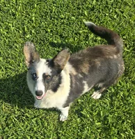 TUNDRA, a female Cardigan Welsh Corgi for sale in Walker, IA – 7 of 8