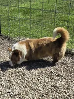 BRINN, a female Cardigan Welsh Corgi for sale in Walker, IA – 6 of 6