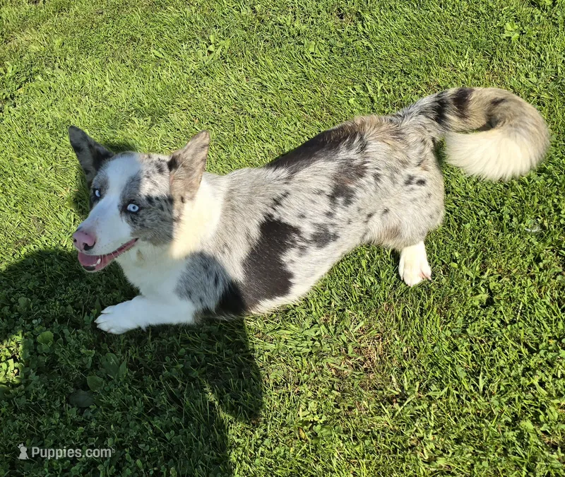 SILVIA – Cardigan Welsh Corgi puppy for sale in Walker, IA
