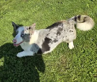 SILVIA, a female Cardigan Welsh Corgi for sale in Walker, IA – 1 of 5