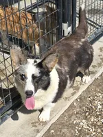 TUNDRA, a female Cardigan Welsh Corgi for sale in Walker, IA – 2 of 8