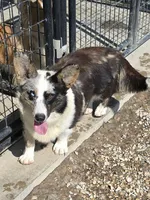TUNDRA, a female Cardigan Welsh Corgi for sale in Walker, IA – 5 of 8