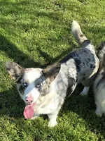 SILVIA, a female Cardigan Welsh Corgi for sale in Walker, IA – 4 of 5