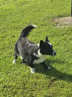 ROCKET , a male Cardigan Welsh Corgi for sale in Walker, IA – 6 of 9