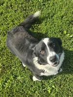 ROCKET , a male Cardigan Welsh Corgi for sale in Walker, IA – 4 of 9
