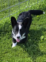 ROCKET , a male Cardigan Welsh Corgi for sale in Walker, IA – 2 of 9