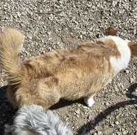 BRINN, a female Cardigan Welsh Corgi for sale in Walker, IA – 5 of 6